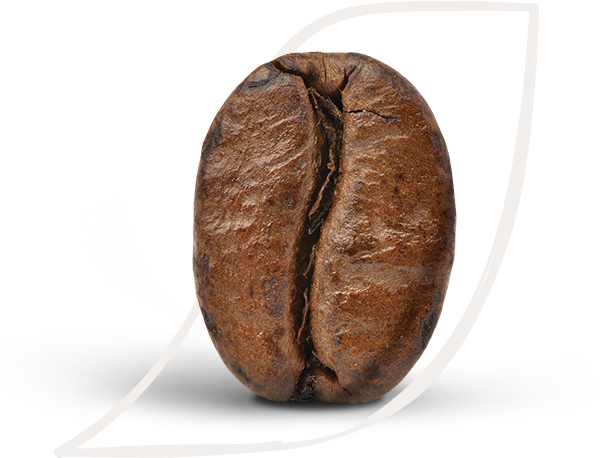 learn about coffee
