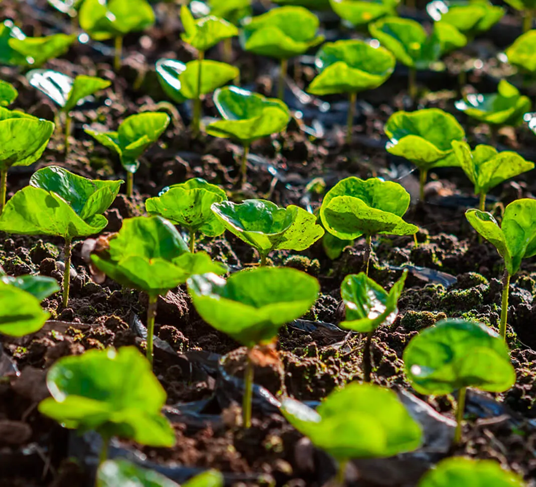 good soil to grow good coffee